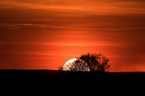 Sunset red tree