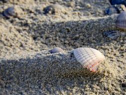 magnificent Shell Sand Beach