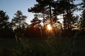 silhouettes of the forest in the rays of a bright sunset