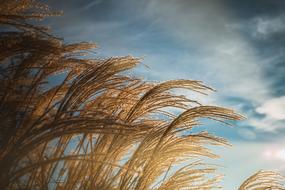 ravishing Grass Sunset