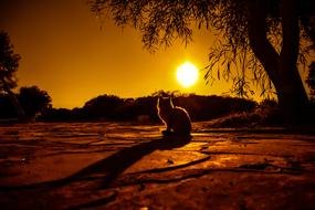 Cat Shadows sun