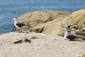 Seagulls Holiday