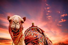 Camel Sunset