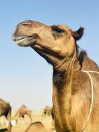 incredibly beautiful Camel Animal