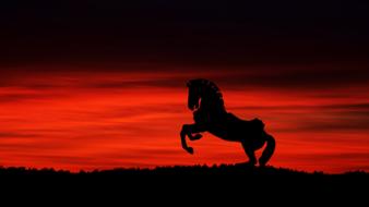Sunset Dawn horse