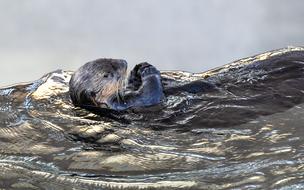 Otter Animal Aquatic