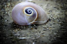 Shell Mollusk close up