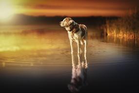 Dog Sunset river