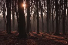 sun breaks through the trees in the dark forest