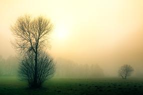 Dawn Fog Nature tree