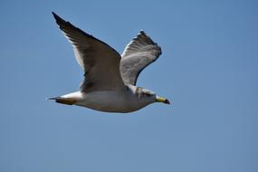 incredibly beautiful Sky Bird Wild