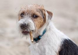 very beautiful Dog Terrier