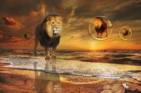 drawing of lion on Beach at Sunset