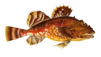 exotic fish on white