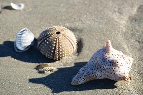 Shell Beach sand