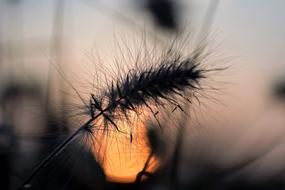 Grasses Blade sun
