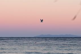 Sea Water small Gull