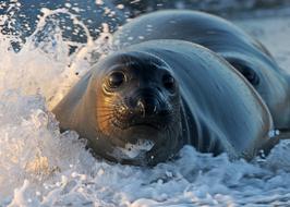 absolutely beautiful Seal Beach Waves, california, usa