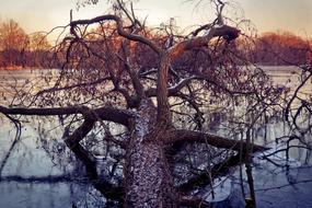 Lake old dry tree Landscape