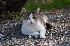 relaxed cat on small stones