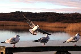 seagulls sit on the railing by the lake