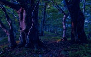 beeches tree forest