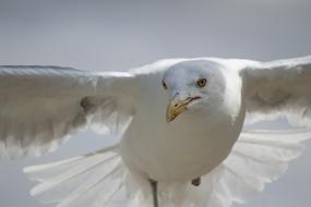 Seagull Flying face