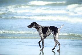 beautiful hunting dog on wet beach