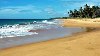 absolutely beautiful Palm Trees Beach