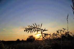 Beautiful landscape with the plants with colorful sunset on horizon, in the evening