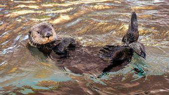 Sea ââOtter Aquatic