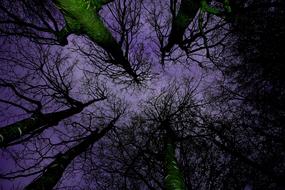 Forest Canopy dark