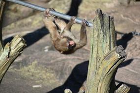 Zoo Monkey Baby Japanese