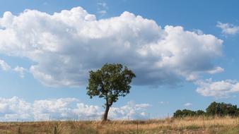 Single Tree and white clouds