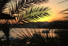 extraordinarily beautiful Palma Leaves