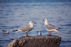 seagulls on a large stone on the shore of Lake Constance