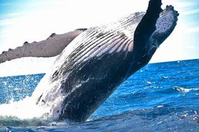 very beautiful Animal Whale Nature