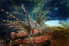 Underwater Sea tropical fish close-up