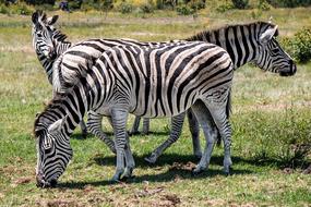 Zebra Wildlife