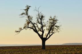 wonderful Tree Arable Landscape