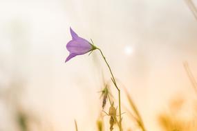 magnificent cute purple Flower