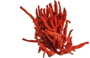 Coral Red Sea