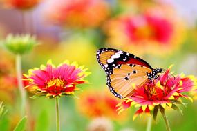 incredibly beautiful Flower Red