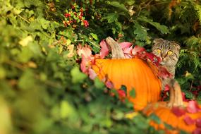 Cat Pumpkin flower