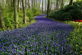 path of blue flowers in the forest