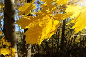 Autumn Fall Leaves sun