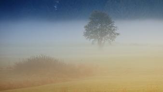 Fog Autumn Tree landscape
