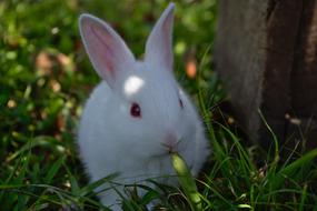 white Rabbit Grass Cute