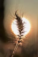 closeup photo of ravishing Grasses at backlighting