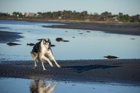 Borzoi Dog